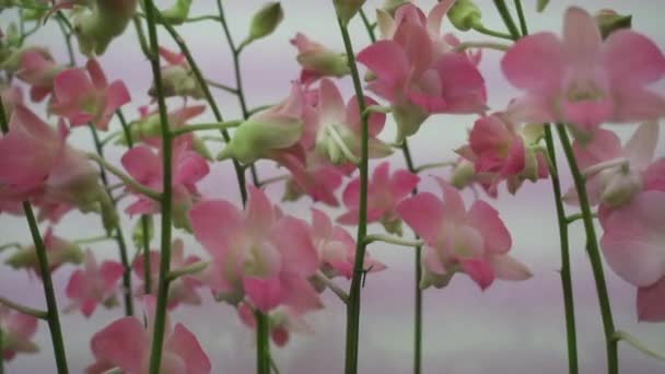 4 k közelről rózsaszín orchidea virágok, Thaiföld — Stock videók