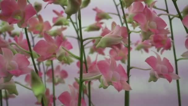 4K Primeros planos flores de orquídea rosa de Tailandia — Vídeo de stock