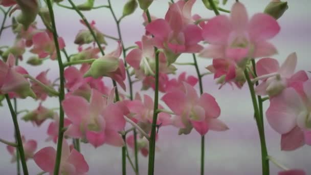 4K Close-up rosa flores de orquídea de th= — Vídeo de Stock