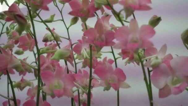 4 k közelről rózsaszín orchidea virágok, Thaiföld — Stock videók