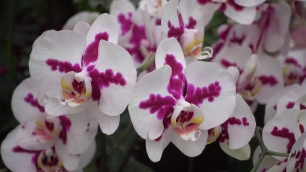 4k Nahaufnahme rosa Orchideenblüten aus Thailand — Stockvideo
