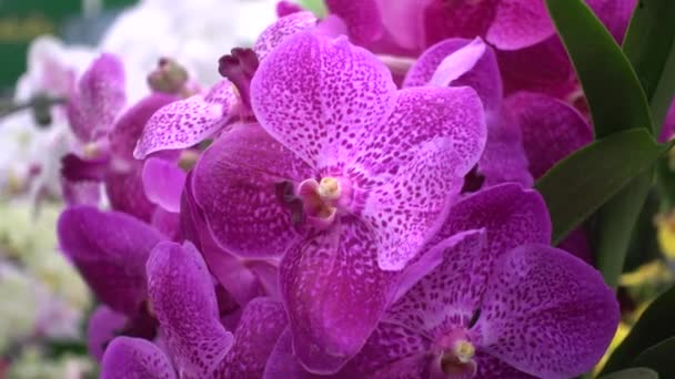 4K крупным планом розовые орхидеи цветы Таиланда — стоковое видео