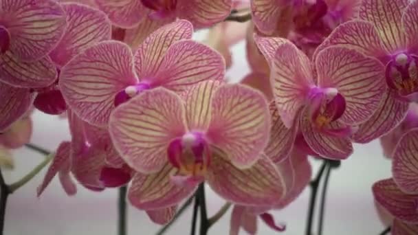 Fiori di orchidea rosa di primo piano 4K della Thailandia — Video Stock