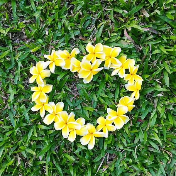 Yellow frangipani arranged in a heart shape. On the green grass Day of Love for Nature summer — Stock Photo, Image