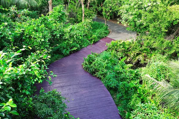 Vista dall'alto percorso naturalistico a piedi foresta verde aria fresca passerella di legno ID immagine: 546620098 — Foto Stock
