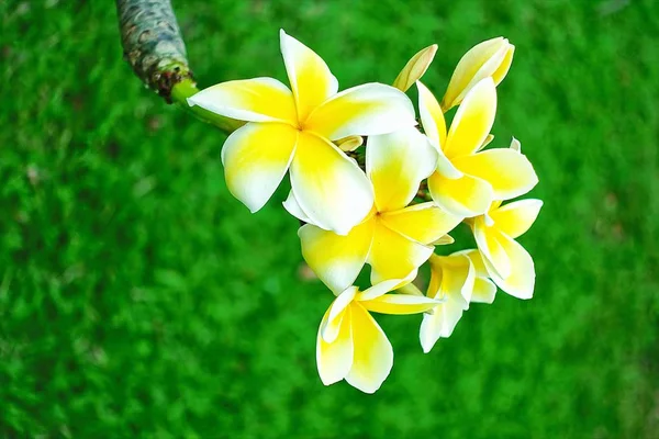 Таиланд красивый желтый и белый frangipani зеленый фон . — стоковое фото