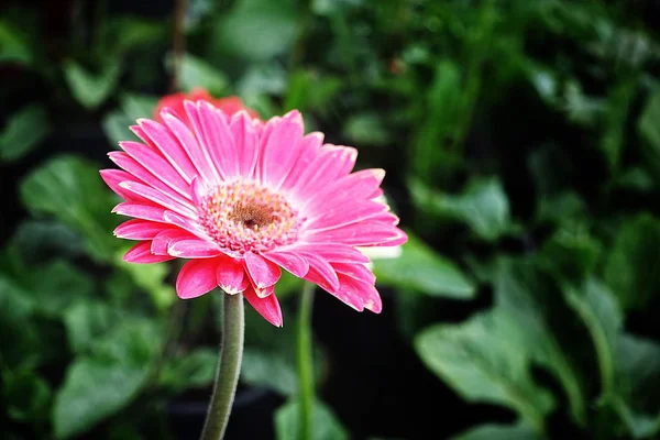 분홍색 빨간색 흰색 Gerbera jamesonii — 스톡 사진