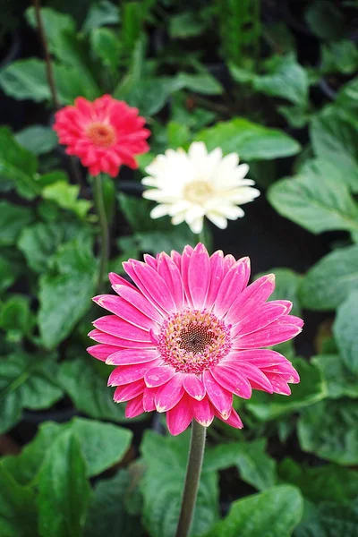 Pembe kırmızı beyaz Gerbera jamesonii — Stok fotoğraf