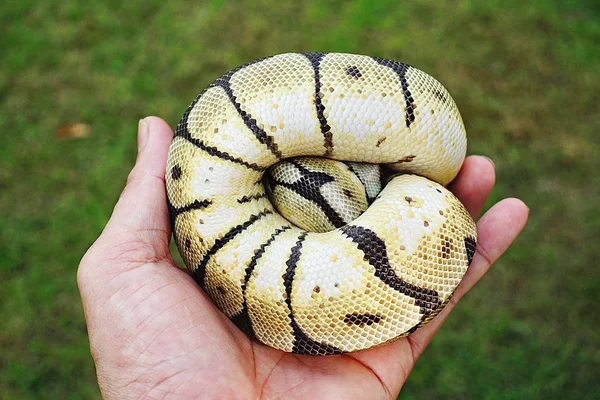 Empereur boa (Boa constrictor imperator) à portée de main Portraits Animaux — Photo