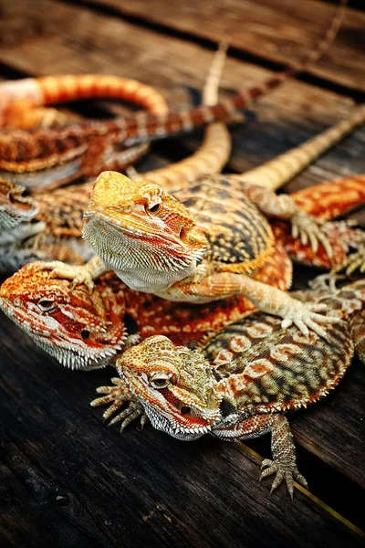 Retratos de lagarto con cuernos Animales — Foto de Stock