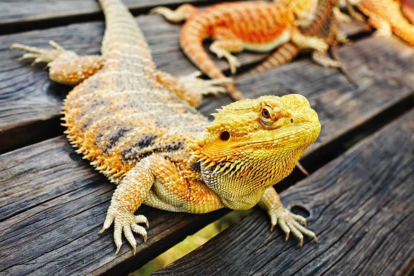 Retratos de lagarto con cuernos Animales — Foto de Stock