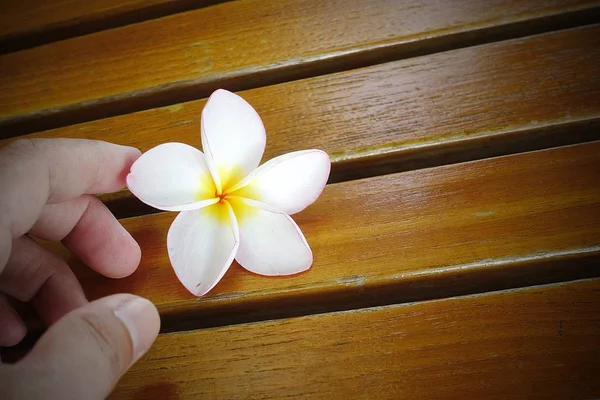 Pembe sarı frangipani çiçek parmak Beyaz ahşap zemin üzerinde bir fon olarak. — Stok fotoğraf