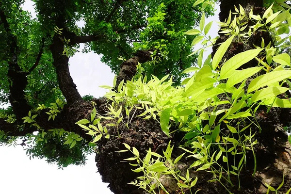 Maun ağacı yaprak yeşil orman