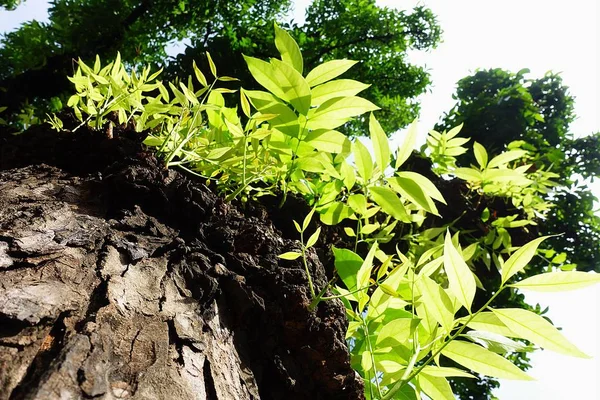 Mahogany tree leaf green forest — Stock Photo, Image