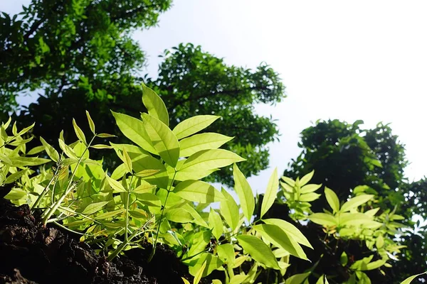 Mahogany tree leaf green forest — Stock Photo, Image