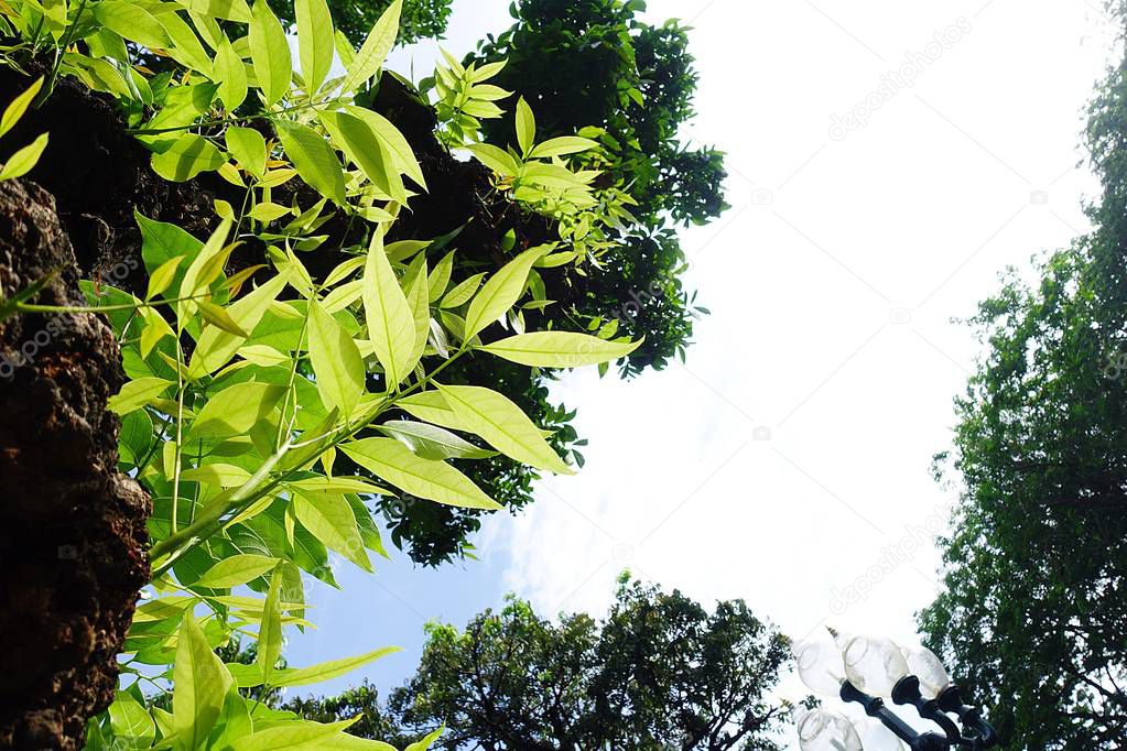 Mahogany tree leaf green forest