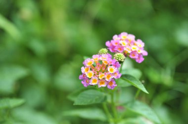  Lantana camara renkli güzel arka plan