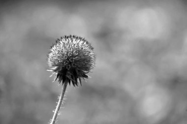 Siyah ve beyaz tohum polen İspanyol iğne çiçek