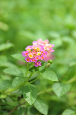  Lantana camara arka plan güzel çiçek açan botanik, closeup colorfulgreen yaprak