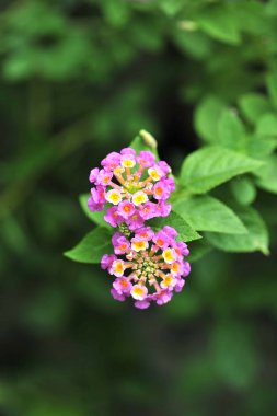  Lantana camara arka plan güzel çiçek açan botanik, closeup colorfulgreen yaprak