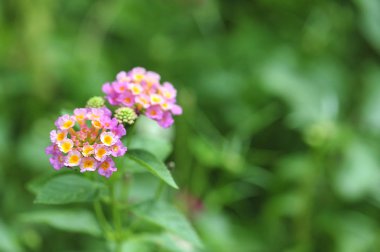  Lantana camara arka plan güzel çiçek açan botanik, closeup colorfulgreen yaprak