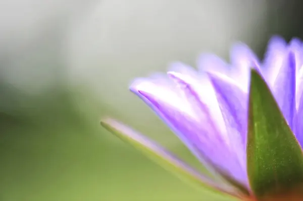 Enfoque desenfoque flores de loto hermosa — Foto de Stock