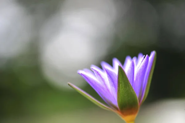 Enfoque desenfoque flores de loto hermosa —  Fotos de Stock