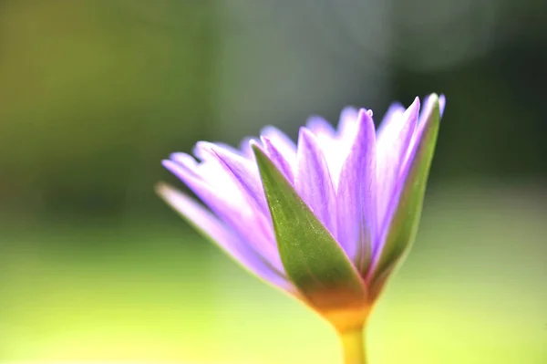 Fokus verschwimmen Lotusblumen schön — Stockfoto