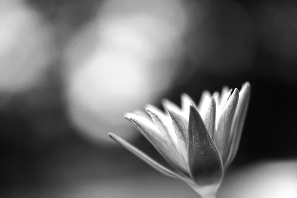 Blur focus Black and white Lotus flowers beautiful — Stock Photo, Image