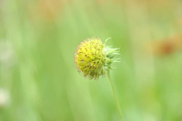 Utsäde pollen spanska nål blomma — Stockfoto