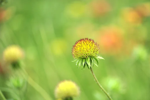 Seed pollen spanish needle flower — Stock Photo, Image