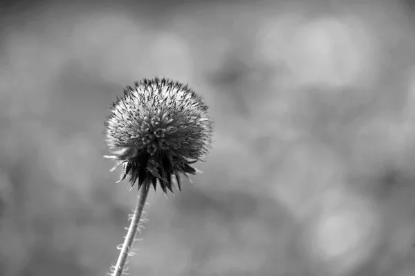 Zwart-wit zaad stuifmeel Spaanse naald bloem — Stockfoto