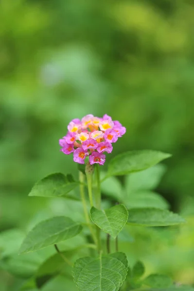 Lantana camara background beautiful blooming botany, close seup colorfulgreen leaf — стоковое фото