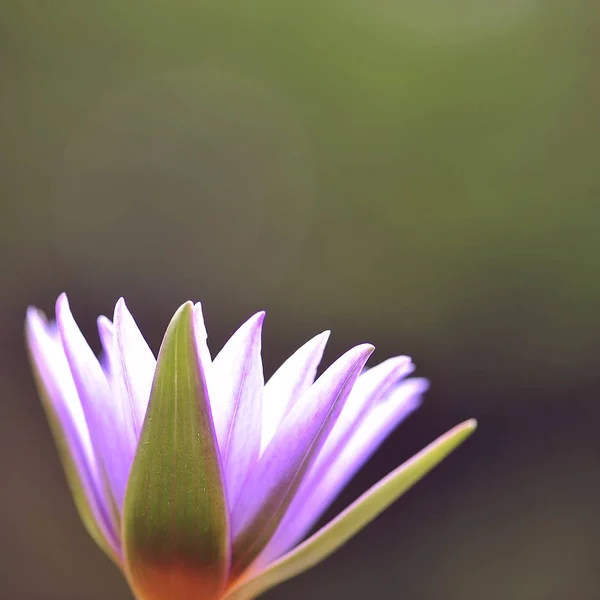 Flores de loto hermosa , —  Fotos de Stock