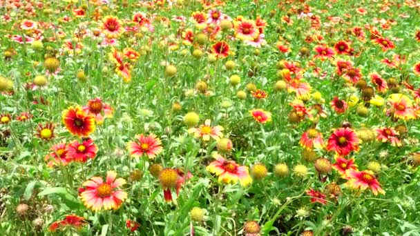 4k turuncu yıldız patlaması çiçek yaz güzel doğa — Stok video