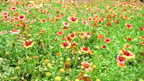 4K Orange starburst flower summer beautiful nature — Stock Video
