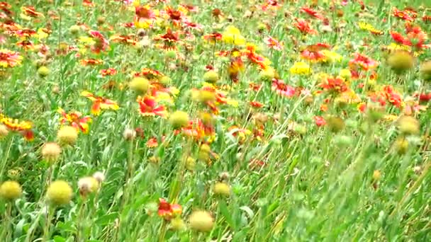 4k turuncu yıldız patlaması çiçek yaz güzel doğa — Stok video