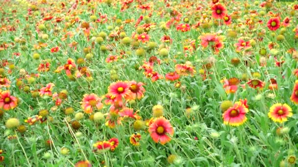 4K Orange starburst flower summer beautiful nature — Stock Video