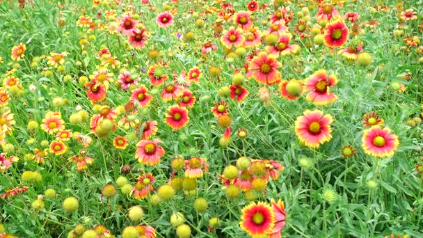 4 к помаранчевий Багатопроменева зірка квітка літа красивою природою — стокове відео