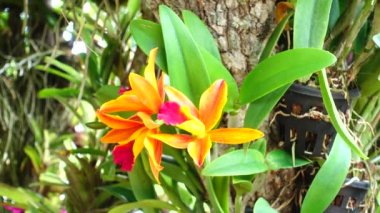 4 k Tay Orkide güzel closeup doğa yaprak renk Bahçe