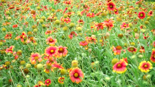 4 к помаранчевий Багатопроменева зірка квітка літа красивою природою — стокове відео