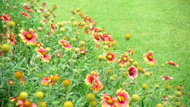 HD super slow motion oranje starburst bloem zomer prachtige natuur — Stockvideo