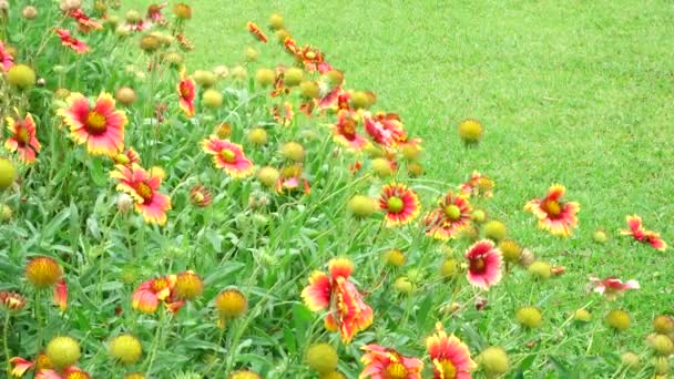 4k turuncu yıldız patlaması çiçek yaz güzel doğa — Stok video