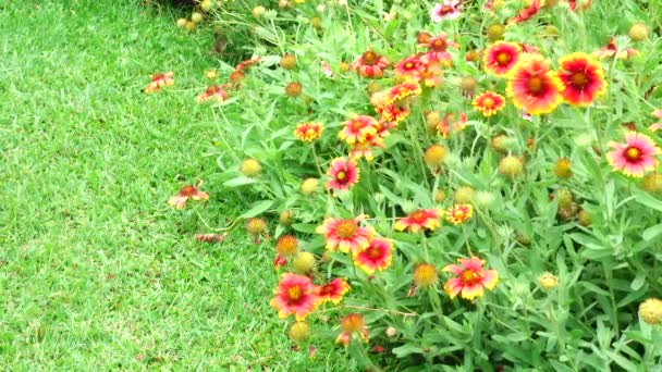 4 k オレンジ バクダン花夏の美しい自然 — ストック動画