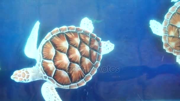 4k thai Tortuga marina hermosa azul marino bajo el agua — Vídeo de stock
