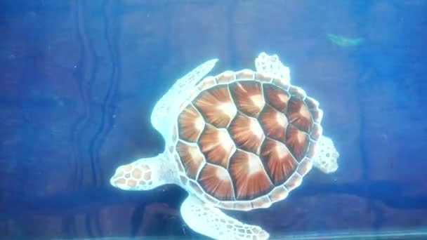 4 k Sea tajski żółw piękne morze niebieski pod wodą — Wideo stockowe