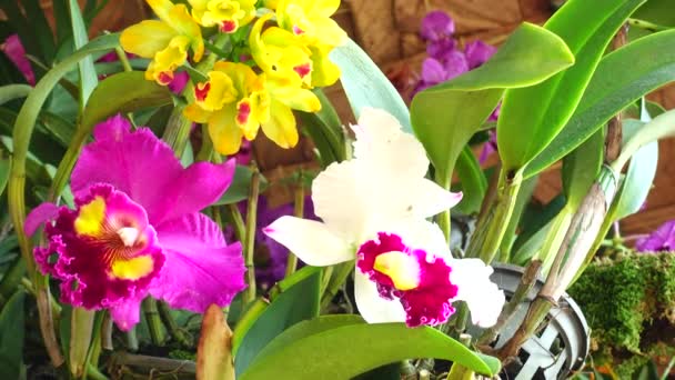 4 k Ταϊλάνδης ορχιδέα closeup όμορφη φύση φύλλο χρώμα στον κήπο — Αρχείο Βίντεο