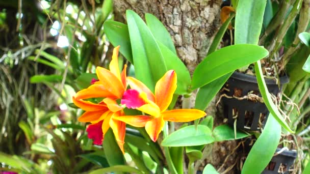 4K Thai orchidea bellissimo primo piano natura foglia colore giardino — Video Stock