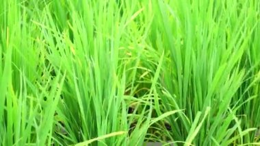 4 k yeşil pirinç bitki doğa manzara arka plan