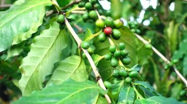 4k kahve çekirdekleri taze kahve arabica ağaç